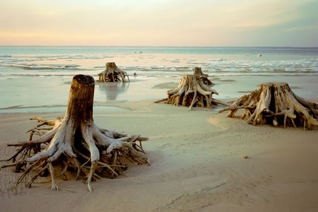 It's the late fall. There is a walk of some stubs on a bank of the  Ob river. The film scan.の写真素材