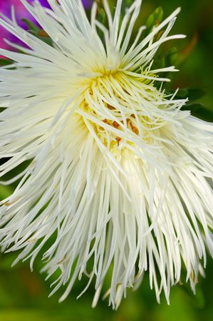 Beautiful white chrisanthemum on green buckground