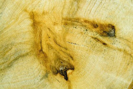 Structure of a tree. The tree is good stuff for constructionの写真素材