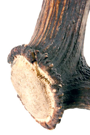Antler - very beautiful trophy  Perfect material for artworksの写真素材