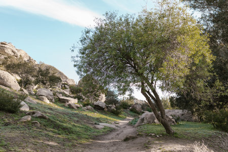 Rocky landscape with a tree in the foreground and a path in the background