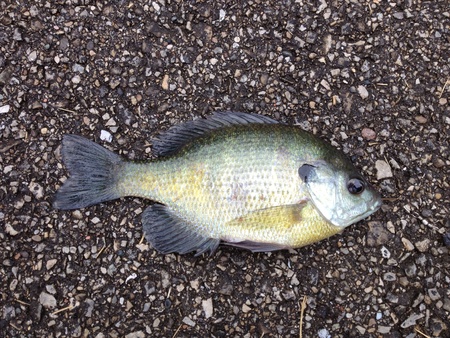 A blue gill fish laying on pavement.の素材