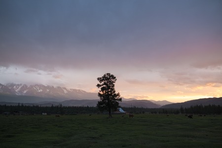 One old tree on the hill of mountains.の写真素材