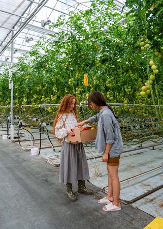 Young smiling agriculture woman worker working, harvesting tomatoes in greenhouse.の写真素材