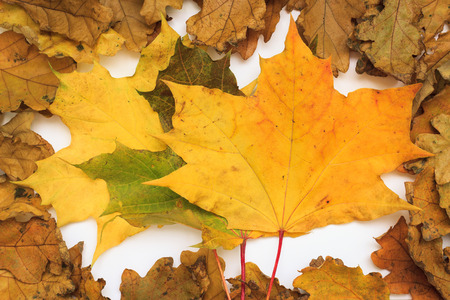 Autumn photoset with leaves, acornsの写真素材