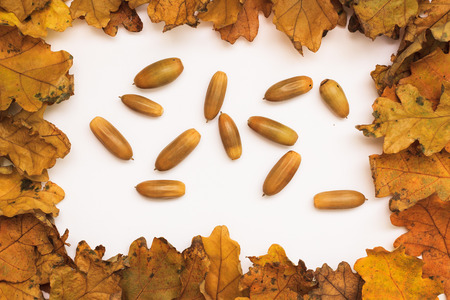 Autumn photoset with leaves, acornsの写真素材