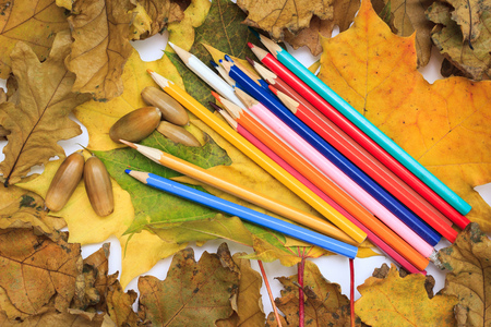 Autumn photoset with leaves, acorns and pencilsの写真素材