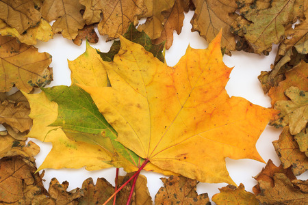 Autumn photoset with leaves, acorns and pencilsの写真素材