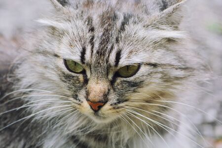 Close-up portrait of young longhaired tabby gray domestic cat.の写真素材