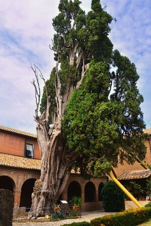 Villa Verucchio, Verucchio, Rimini, Emilia-Romagna, Italy. Franciscan Convent of the Friars Minor, Cypress of San Francesco.の写真素材