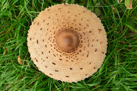 Bird's-eye view of a fully grown specimens of Macrolepiota procera mastoidea, commonly known as parasol mushroom, in a meadow in Italy.の写真素材