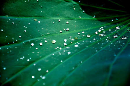 water lotusleaf raindrops green park