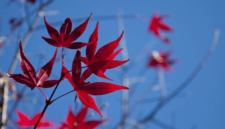Taiwan sky Red maple leaf natural blue outdoor sunlight