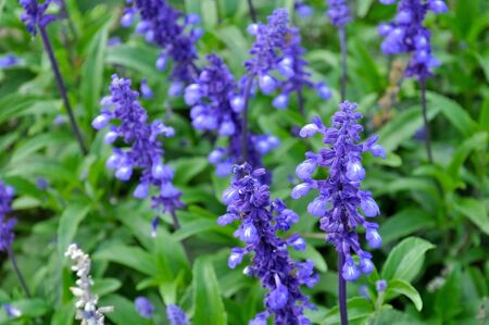 Twiwan leaf green park levender flowerの写真素材