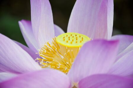 Taiwan asian plant white pink Lotus flower outdoor park plant beautiful closeup yellow blooming natural park Backgroundの写真素材