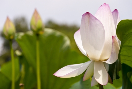 Taiwan asian outdoor plant natural park Background leaf white pink sunlight lotus green bud flowerの写真素材