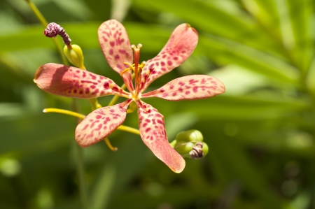 Taiwan asian outdoor plant natural park Background flower leaf yellow green Blackberry Lily Orangeの写真素材