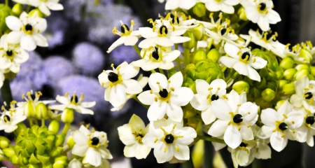 Taiwan asian plant flower purple white bud green park outdoor Background naturalの写真素材