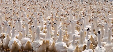 Duck group animal Background duckling collected together outdoor sunlight yellow whiteの写真素材