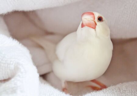 animal avian beak bird closeup cute domestic eye feather head perching pets shot small studio wing tame white Towels clothの写真素材