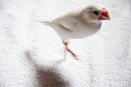 animal avian beak bird closeup cute domestic eye feather head perching pets shot small studio wing tame white Towels cloth shadow fastの写真素材