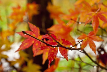 red orange green natural maple leaf closeup in rain day
