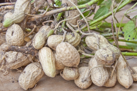 Peanut fruit plantsの写真素材