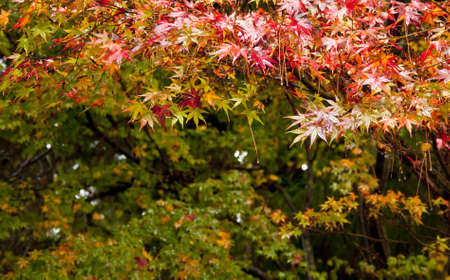 red green orange maple Leaf in rain dayの写真素材