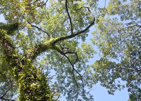 green tree and blue sky overlook