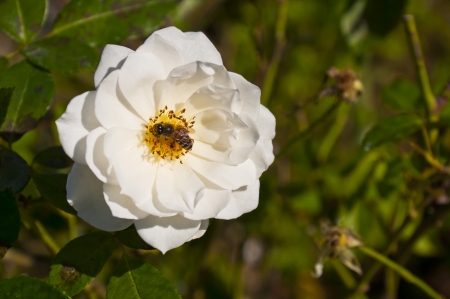 one white rose flower and beeの写真素材