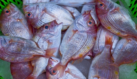 closeup variety of red fresh fish seafood in marketの写真素材