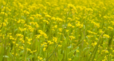 yellow rapeseed field closeupの写真素材