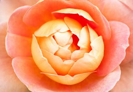 Glow inside the bright rosesの写真素材