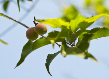 Plum tree with fruits growing in the gardenの写真素材