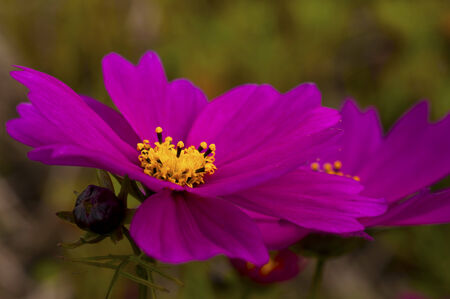 Purple cosmos flower closeupの写真素材