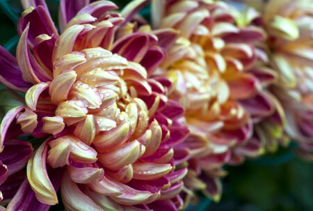 purple orange Chrysanthemum Flowers closeupの写真素材
