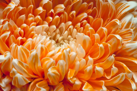 white orange Chrysanthemum Flowers closeupの写真素材