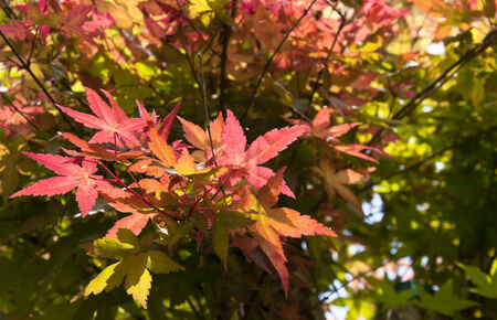 colorful maple leaf under the sunlight