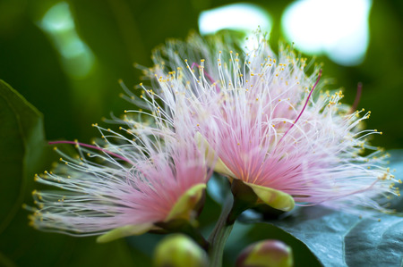 pink powder puff flowerの写真素材