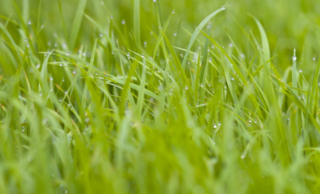 There are droplets of green rice seedlings