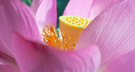 pink lotus closeup and green backgroundの写真素材