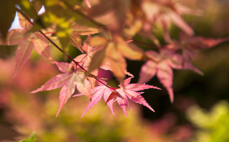 red maple leaf