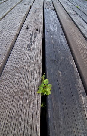 Boardwalk extending straightの写真素材