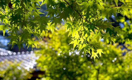 green maple and retro house under the sunlight