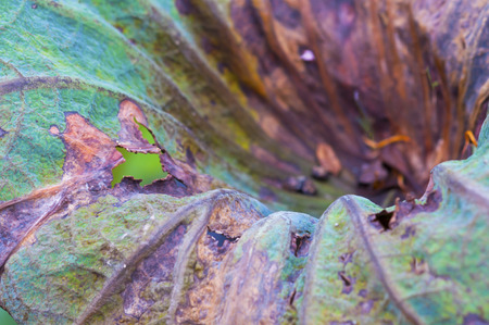 Lotus green leaf and closeupの写真素材