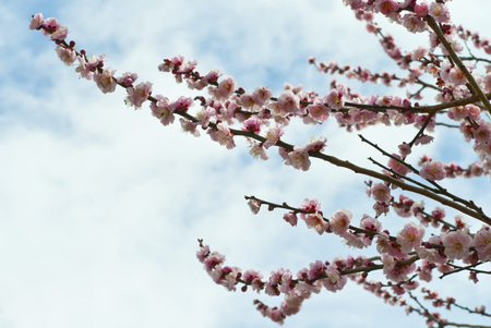 Many pink plum blossoms and sky as the backgroundの写真素材