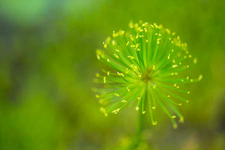 Spherical green floretsの写真素材