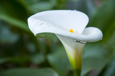 Little Spider on white calla flowerの写真素材