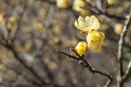 yellow plum blossom in winterの写真素材