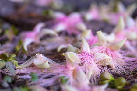 Withered pink flowersの写真素材